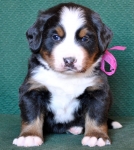 4 weeks