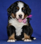 5 weeks