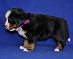 5 weeks 5