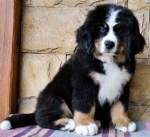 10 weeks 3