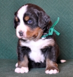 4 weeks
