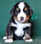 4 weeks 3