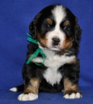 5 weeks