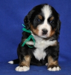 5 weeks 1