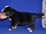 5 weeks 2