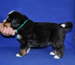 5 weeks 3