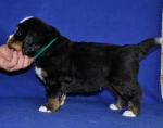 5 weeks 4