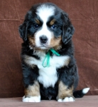 6 weeks