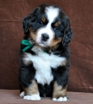 6 weeks 4