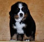 7 weeks