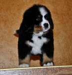 7 weeks 2