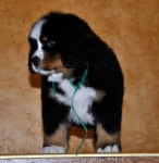 7 weeks 3