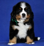 7 weeks 5