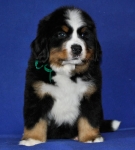 7 weeks 6