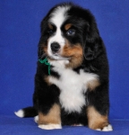 7 weeks 7
