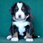 4 weeks