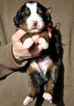 m brown 3weeks