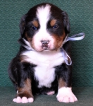 4 weeks 4