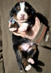 m gray 3weeks