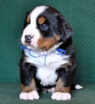 4 weeks
