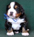 4 weeks 1