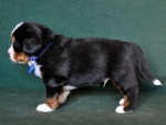 4 weeks 7
