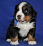 5 weeks 2
