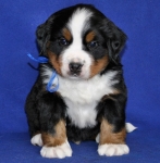5 weeks 3