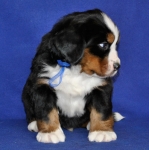 5 weeks 4
