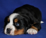 5 weeks 5