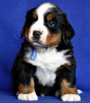 5 weeks 6