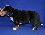 5 weeks 7