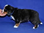 5 weeks 8