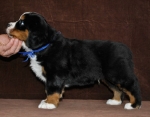 6 weeks 2