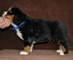 6 weeks 4