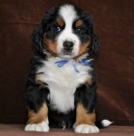 6 weeks 6