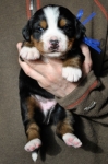 m blue 3weeks