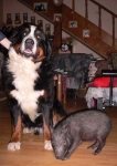 pig aeneas006