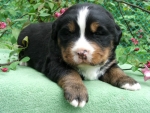 m1 3weeks