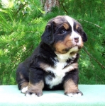 m1 4weeks 12