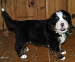 5 weeks 4