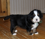 5 weeks 7