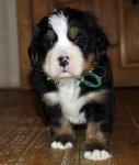 5 weeks 8