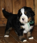 5 weeks 9