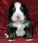 m green 3weeks