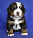4 weeks 1
