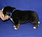 4 weeks 2