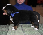 4 weeks 6