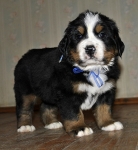 5 weeks 4