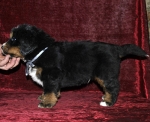 5 weeks 1